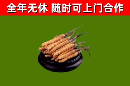 沧州回收冬虫夏草